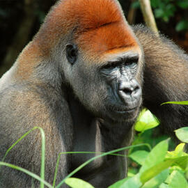 Gorilla Tourism: Mountain Gorillas Up Close